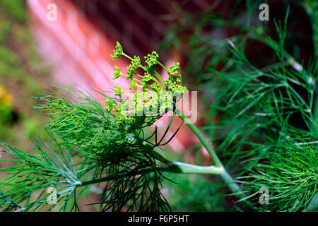 DILL EIN SCHÖNES KRAUT Stockfoto