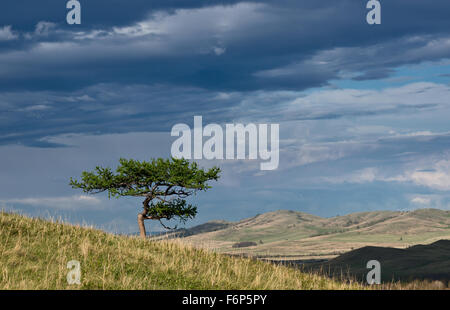 Einsame Lärche Baum auf einem Hügel Stockfoto