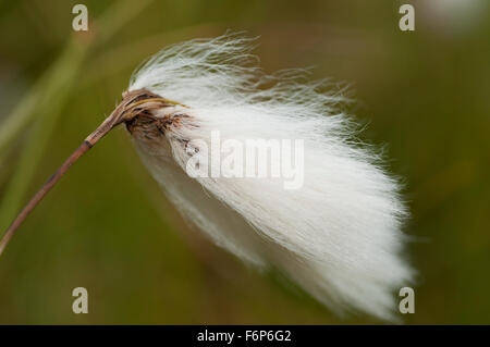 Gemeinsamen Wollgras (Wollgras Angustifolium) Stockfoto