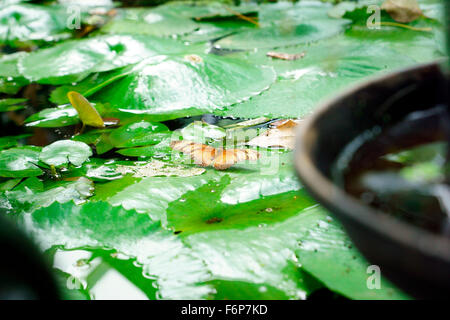 SCHMETTERLING-JULIA LANDETE AUF WATER LILY Stockfoto