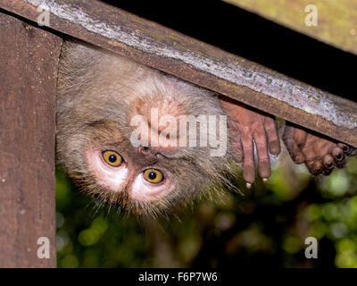 Peek-a-boo. Ein Makaken-Affen in Sabah, Borneo überprüfen, wer da ist Stockfoto