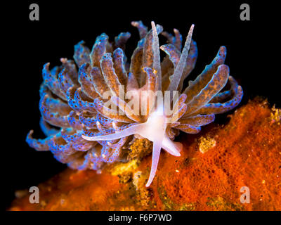 Eine farbenfrohe Nacktschnecken in Anilao, Batangas, Philippinen Stockfoto