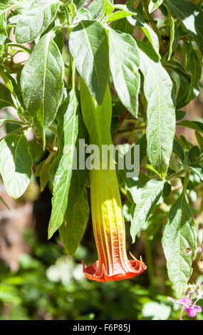 Eine Blüte der Engelstrompete (Brugmansia sanguineaund) Stockfoto