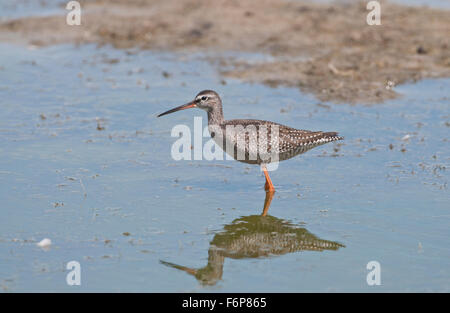 Gefleckte Rotschenkel (Tringa Erythropus), juvenile Vögel auf Nahrungssuche im flachen Wasser. Die Art ist ein Durchgang Migrant im Vereinigten Königreich. Stockfoto