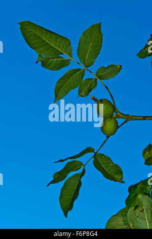 Gemeinsamen Walnuss - Juglans Regia. Dieses Exemplar wurde in der Sainte-Croix-Aux-Mines-Park und dem Gelände der Villa Burrus gepflanzt. Stockfoto