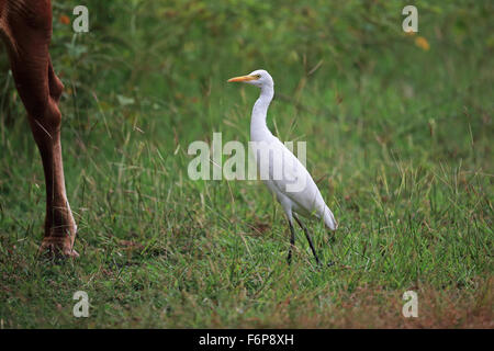 Östlichen Kuhreiher (Bubulcus Coromandus) Stockfoto