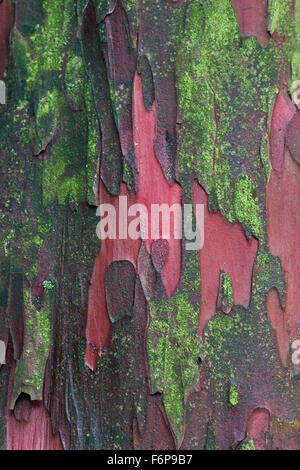 Eibe, close-up der Rinde mit roten, grünen und braunen Farben Stockfoto