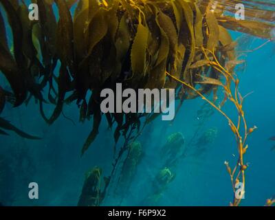 Giant Kelp Forest (Macrocystis Pyrifera). Isla de Los Estados (Staten Island), eine ökologische und historische Reserve wurde o Stockfoto