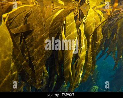 Giant Kelp Forest (Macrocystis Pyrifera). Isla de Los Estados (Staten Island), eine ökologische und historische Reserve wurde o Stockfoto