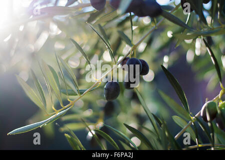 Stimmungsvolle Bild von einem Olivenbaum mit schwarzen Oliven von den Ästen hängen inmitten tiefstehende Sonne zeigt bokeh Stockfoto