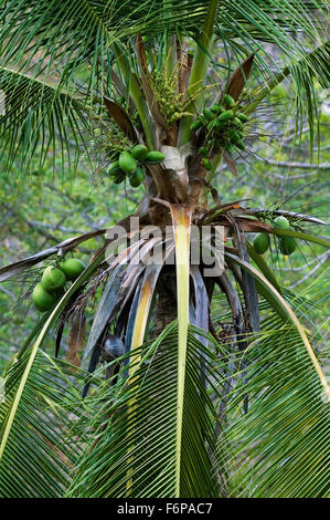 Grüne Kokosnüsse wachsen auf Kokospalme (Cocos Nucifera), Costa Rica Stockfoto