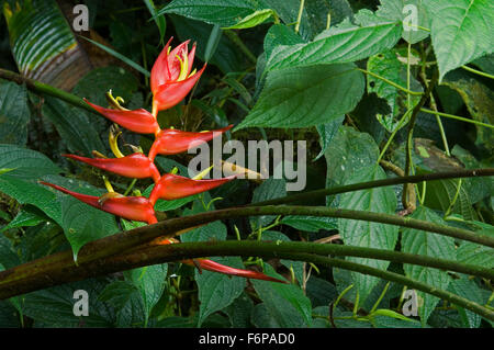 Nahaufnahme von Heliconia Lankesteri in Blüte im tropischen Regenwald, Costa Rica Stockfoto