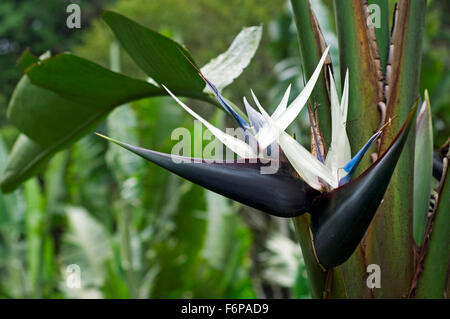 Riesigen weißen Vogel des Paradieses / wilde Banane (Strelitzia Nicolai) in Blüte, ursprünglich aus Südafrika Stockfoto