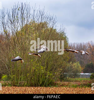 Graugänsen / Graylag Gänse (Anser Anser) über Stubblefield Stockfoto