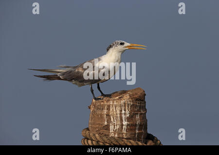 Größere Crested Tern (Thalasseus Bergii) Stockfoto