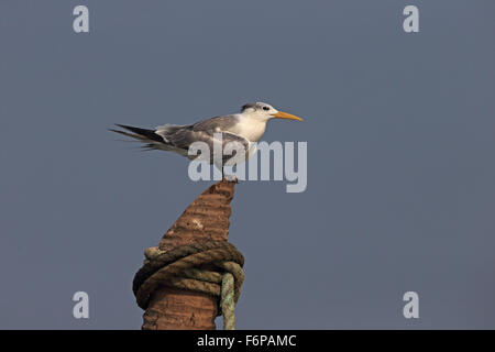 Größere Crested Tern (Thalasseus Bergii) Stockfoto