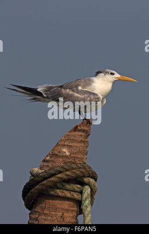 Größere Crested Tern (Thalasseus Bergii) Stockfoto