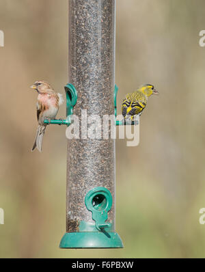 Männliche weniger Redpoll (Zuchtjahr Kabarett) und weibliche Zeisig (Zuchtjahr Spinus) thront am Vogelhäuschen. Stockfoto