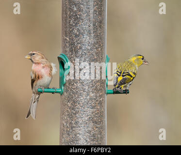 Männliche weniger Redpoll (Zuchtjahr Kabarett) und weibliche Zeisig (Zuchtjahr Spinus) thront am Vogelhäuschen. Stockfoto