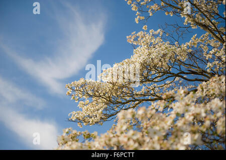 Hartriegel Blüten vor blauem Himmelshintergrund Stockfoto