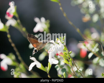 Ein Brummen Vogel Hawk Moth Gebühren auf Nektar aus Blüten Stockfoto