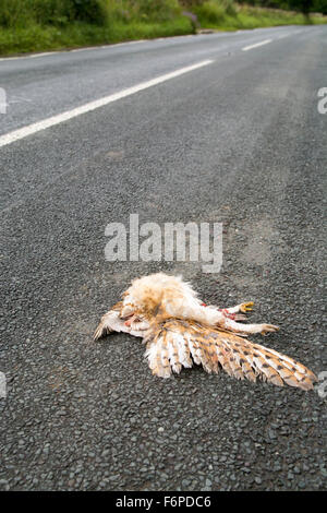 Schleiereule, Tyto Alba, getötet auf einer Landstraße, Wensleydale, North Yorkshire, UK. Stockfoto