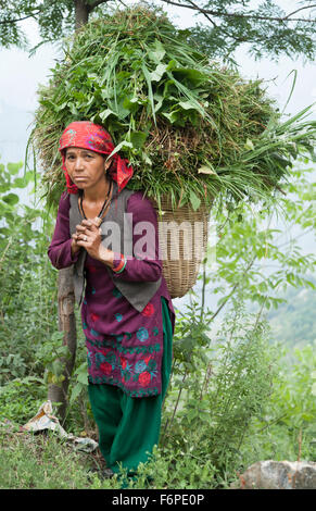 Indische Frau Straßenarbeiter in traditioneller Tracht aus der Himalaya-Region von Himachal Pradesh Stockfoto