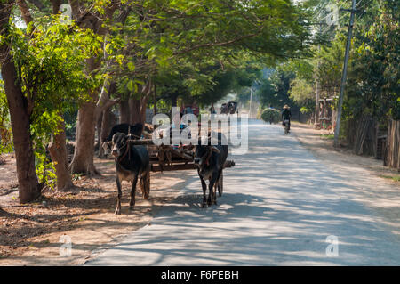 Ochsenkarren gezogen von zwei Zebus in Inwa (Awa) im ländlichen Myanmar. Im Hintergrund andere nicht-motorisierte Verkehr: Fahrrad und Pferd Wagen. Stockfoto