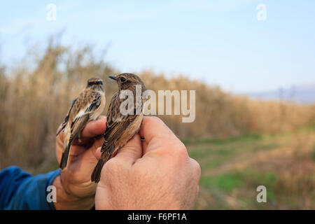 Sibirische Schwarzkehlchen (Saxicola Maurus) auf der linken Hand und gemeinsame Schwarzkehlchen (Saxicola Torquata) auf der rechten Seite. Agamon Hula. Israel. Stockfoto