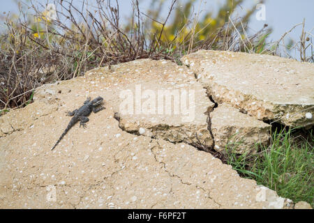 Michelin-Stern Agama (Stellagama Stellio) auf felsigen Lebensraum. Israel. Stockfoto