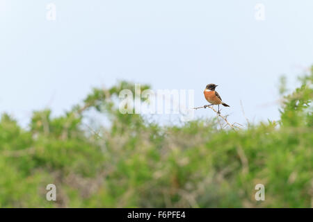 Gemeinsamen Schwarzkehlchen (Saxicola Manlius) männlichen thront auf Zweig. Israel. Stockfoto