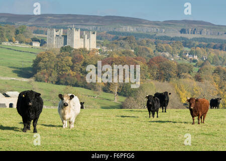 Traditionelle britische Rinder in Wensleydale Landschaft mit Schloss Bolton im Hintergrund. North Yorkshire, Großbritannien Stockfoto