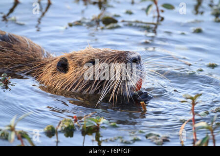 Nutrias oder Nutria (Biber brummeln) schwimmen. Hula-Naturschutzgebiet. Hula-Tal. Israel. Stockfoto