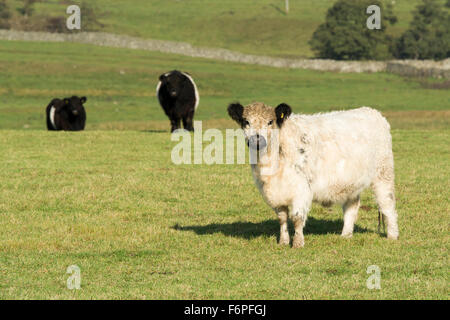 Traditionelle britische Rinder in Wensleydale Landschaft mit Schloss Bolton im Hintergrund. North Yorkshire, Großbritannien Stockfoto