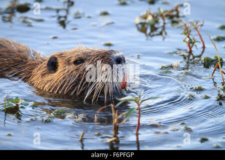 Nutrias oder Nutria (Biber brummeln) schwimmen. Hula-Naturschutzgebiet. Hula-Tal. Israel. Stockfoto