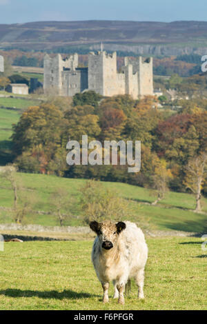 Traditionelle britische Rinder in Wensleydale Landschaft mit Schloss Bolton im Hintergrund. North Yorkshire, Großbritannien Stockfoto