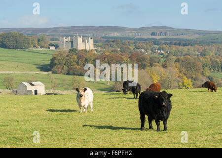 Traditionelle britische Rinder in Wensleydale Landschaft mit Schloss Bolton im Hintergrund. North Yorkshire, Großbritannien Stockfoto