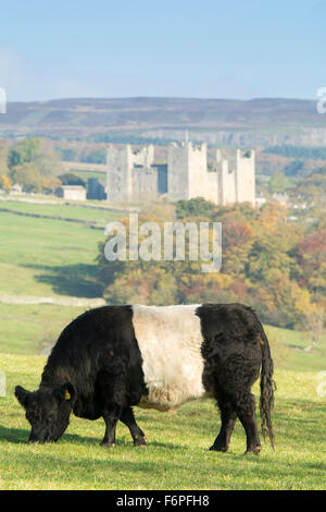 Traditionelle britische Rinder in Wensleydale Landschaft mit Schloss Bolton im Hintergrund. North Yorkshire, Großbritannien Stockfoto