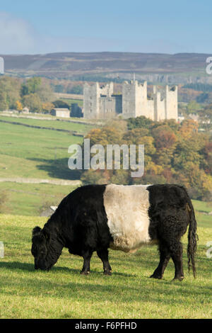 Traditionelle britische Rinder in Wensleydale Landschaft mit Schloss Bolton im Hintergrund. North Yorkshire, Großbritannien Stockfoto