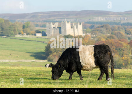 Traditionelle britische Rinder in Wensleydale Landschaft mit Schloss Bolton im Hintergrund. North Yorkshire, Großbritannien Stockfoto