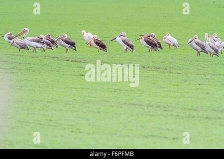 Großer weißer Pelikan (Pelecanus Onocrotalus) Gruppe thront auf Boden. Israel. Stockfoto