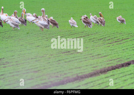 Großer weißer Pelikan (Pelecanus Onocrotalus) Gruppe thront auf Boden. Israel. Stockfoto