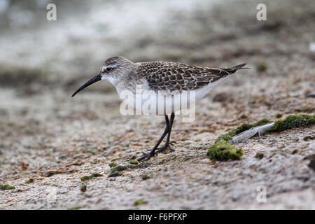 Juvenile Sichelstrandläufer (Calidris Ferruginea) Königinmutter Stausee, Berkshire, Vereinigtes Königreich Stockfoto