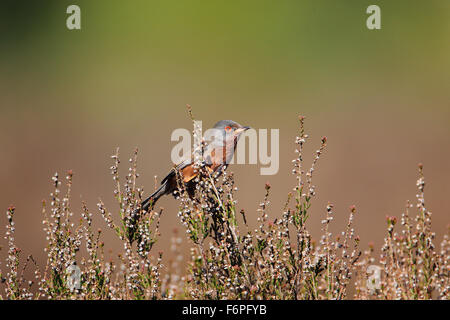 Männliche Dartford Warbler (Sylvia Undata) auf Heather am Hurn, Dorset Stockfoto