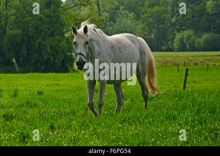 Weißes Pferd auf einer grünen Wiese Stockfoto