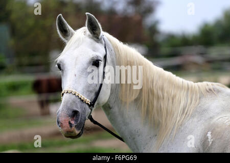 Schönes reinrassiges Pferdekopf auf der Farm vor natürlichen Hintergrund Stockfoto
