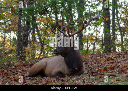 Ein Stier Elch mit großen Geweih ruht in einem Flecken des gefallenen Blätter im Herbst Stockfoto