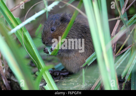 Europäische Wasser-Wühlmaus (Arvicola Amphibius) knabbern ein Blatt zu Arundel Wildfowl und Feuchtgebiete Vertrauen Stockfoto