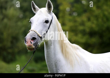 Schönen Schuss in den Kopf eines arabischen Pferdes auf natürlichen Hintergrund Stockfoto