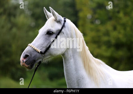 Kopfschuss, der eine schöne reinrassige graue arabische Stute Stockfoto